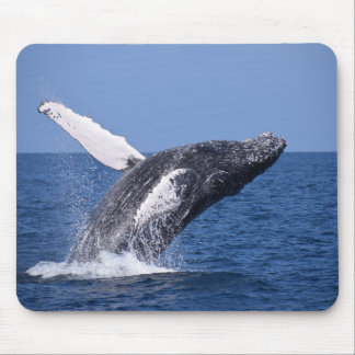 walvis muismat