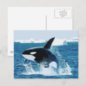 walvis Orca Water Animal Zee Ocean Fish Peace Love Briefkaart (Voorkant / Achterkant)
