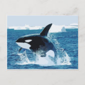 walvis Orca Water Animal Zee Ocean Fish Peace Love Briefkaart (Voorkant)