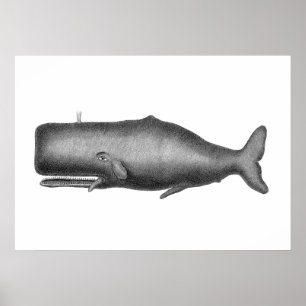 walvis poster