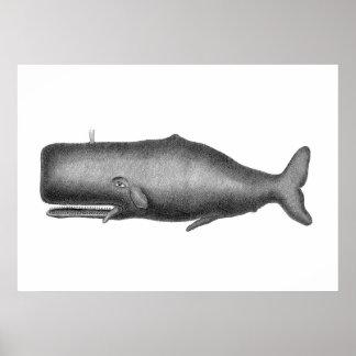  walvis poster
