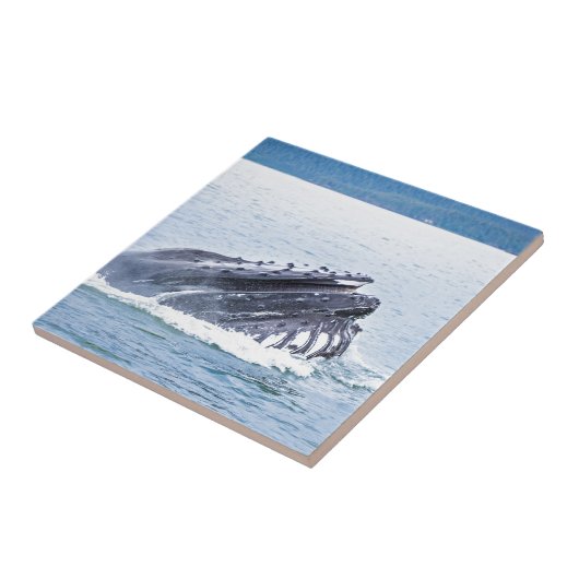 walvis tegeltje (Zijkant)