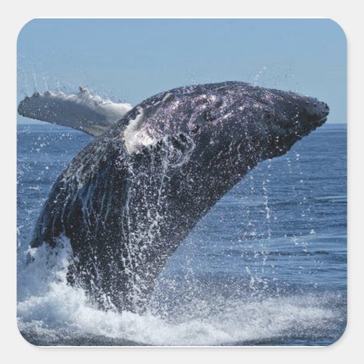 walvis vierkante sticker (Voorkant)