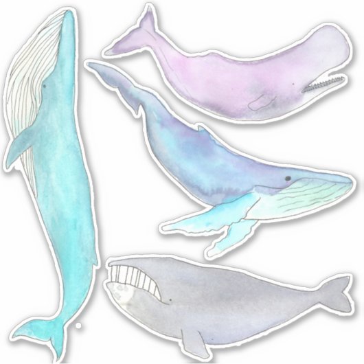 Walvis Walvis Walvis... Walvis Stickers (Voorkant)