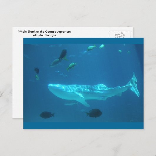 Walvishaai Briefkaart (Voorkant / Achterkant)