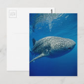 Walvishaai Briefkaart (Voorkant / Achterkant)