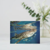 Walvishaai en reuzenvis briefkaart (Staand voorkant)