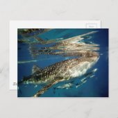 Walvishaai en reuzenvis briefkaart (Voorkant / Achterkant)