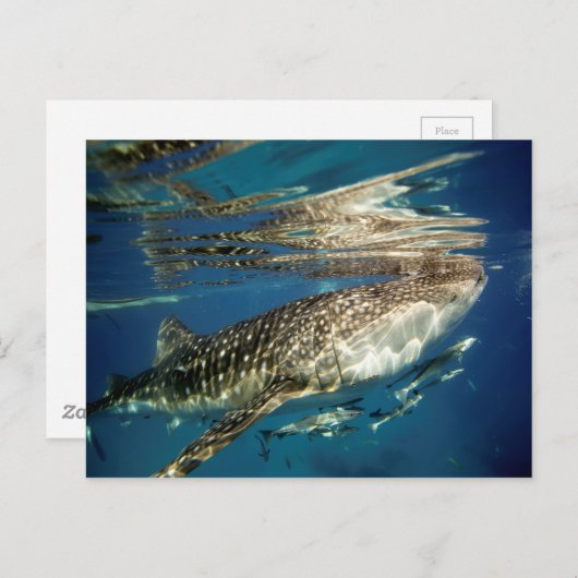 Walvishaai en reuzenvis briefkaart (Voorkant / Achterkant)