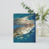 Walvishaai en reuzenvis briefkaart (Staand voorkant)