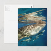 Walvishaai en reuzenvis briefkaart (Voorkant / Achterkant)