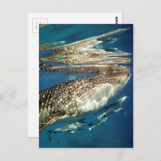 Walvishaai en reuzenvis briefkaart (Voorkant / Achterkant)
