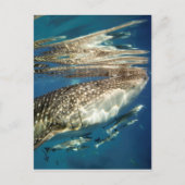 Walvishaai en reuzenvis briefkaart (Voorkant)