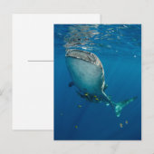 Walvishaai en vis briefkaart (Voorkant / Achterkant)
