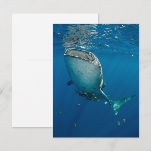Walvishaai en vis briefkaart (Voorkant / Achterkant)