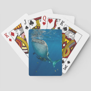 Walvishaai en vis pokerkaarten