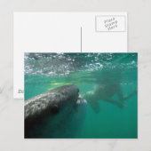 Walvishaai en zwemmer briefkaart (Voorkant / Achterkant)