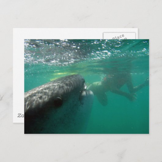 Walvishaai en zwemmer briefkaart (Voorkant / Achterkant)