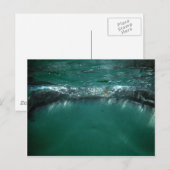 Walvishaai, Isla Holbox, Mexico Briefkaart (Voorkant / Achterkant)