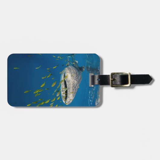 Walvishaai met vis, Indonesië Bagagelabel (Voorkant horizontaal)