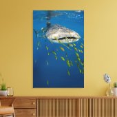 Walvishaai met vis, Indonesië Canvas Afdruk (Insitu (Woonkamer))