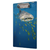 Walvishaai met vis, Indonesië Klembord (Links)