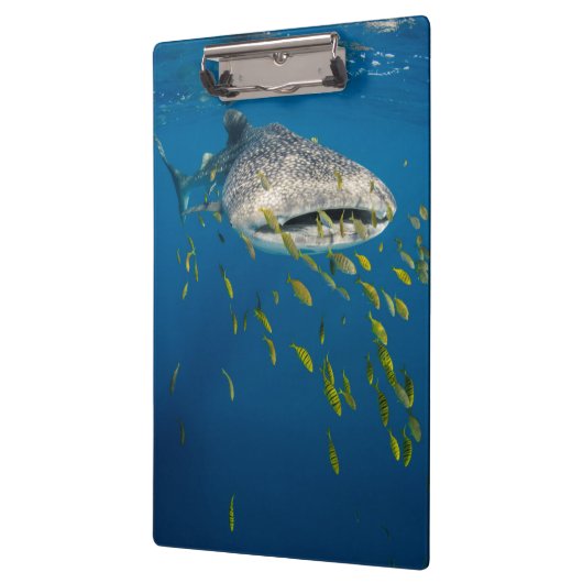Walvishaai met vis, Indonesië Klembord (Links)