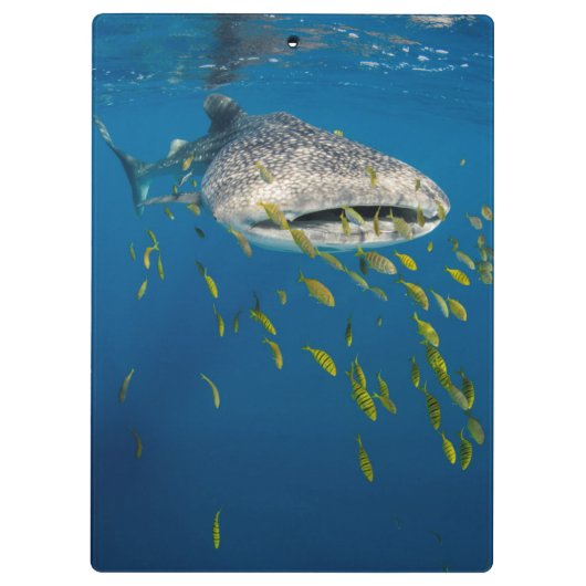 Walvishaai met vis, Indonesië Klembord (Achterkant)