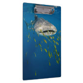 Walvishaai met vis, Indonesië Klembord (Rechts)