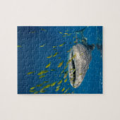 Walvishaai met vis, Indonesië Legpuzzel (Horizontaal)