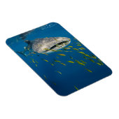 Walvishaai met vis, Indonesië Magneet (Rechterzijde)