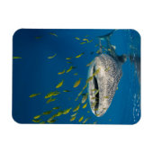 Walvishaai met vis, Indonesië Magneet (Horizontaal)