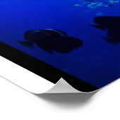 Walvishaai Poster (Hoek)