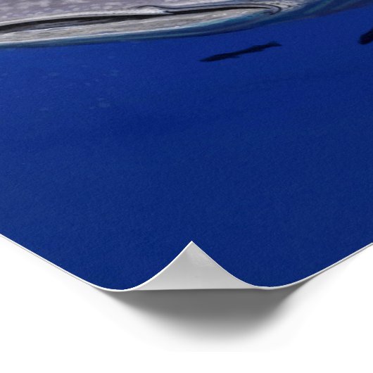 Walvishaai Poster (Hoek)