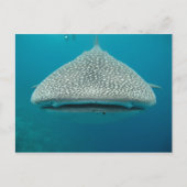 Walvishaai, voorste Uitzicht, gezicht Briefkaart (Voorkant)