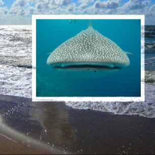 Walvishaai, voorste Uitzicht, gezicht Briefkaart