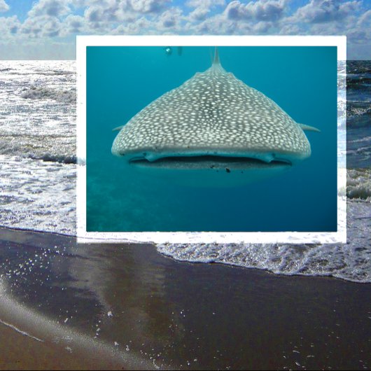 Walvishaai, voorste Uitzicht, gezicht Briefkaart