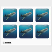 Walvishaai Zwemmen Vierkante Sticker (Vel)