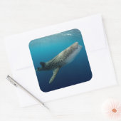 Walvishaai Zwemmen Vierkante Sticker (Envelop)