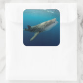 Walvishaai Zwemmen Vierkante Sticker (Tas)