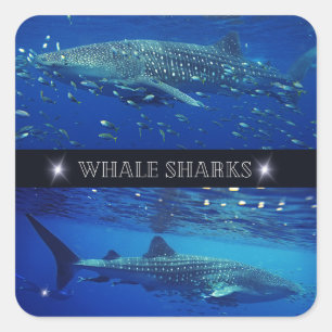 Walvishaaien Vierkante Sticker