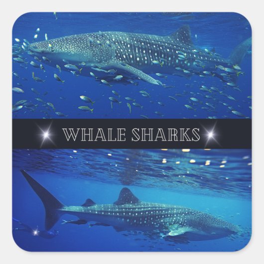 Walvishaaien Vierkante Sticker (Voorkant)