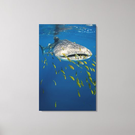 Walvishaak met vissen, Indonesië Canvas Afdruk (Voorkant)