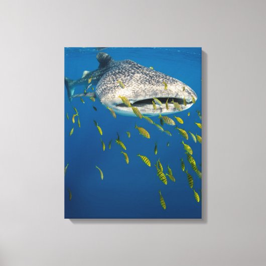 Walvishaak met vissen, Indonesië Canvas Afdruk (Voorkant)