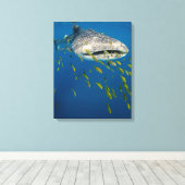 Walvishaak met vissen, Indonesië Canvas Afdruk (Insitu (Houten vloer))