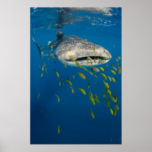 Walvishaak met vissen, Indonesië Poster