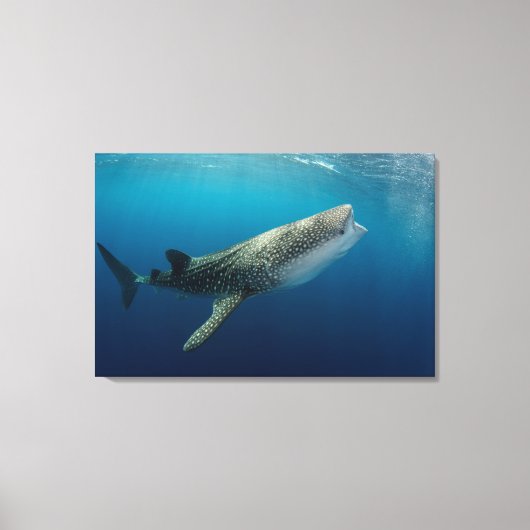 Walvishaardzwemmen Canvas Afdruk (Voorkant)