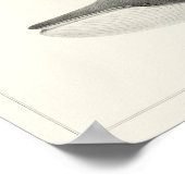  walvisillustratie poster (Hoek)