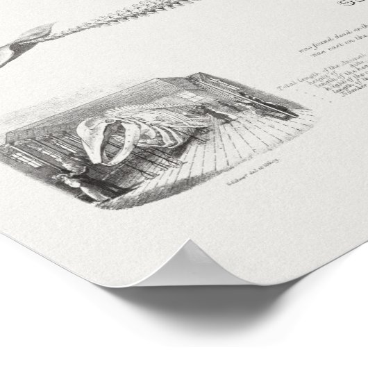 walvisillustratie poster (Hoek)