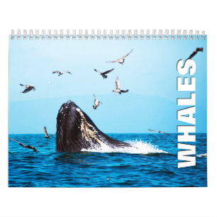Walviskalender voor walvissen kalender